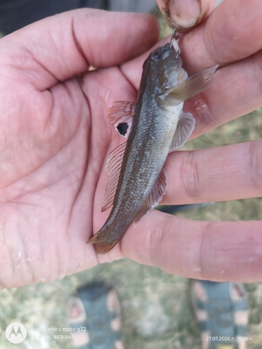 Round Goby