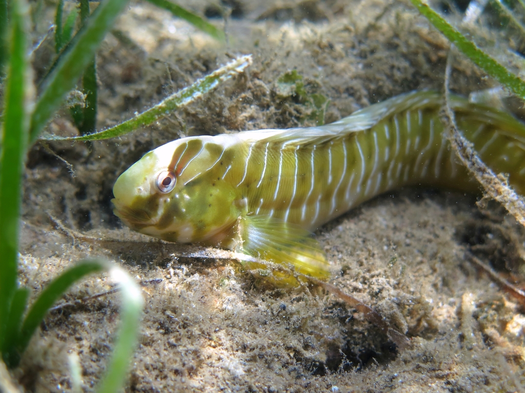 Basilisk Blenny