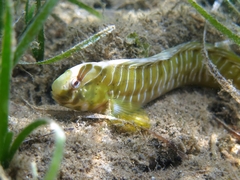 Basilisk Blenny photo 1