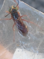 Tanyoprymnus moneduloides