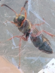 Tanyoprymnus moneduloides