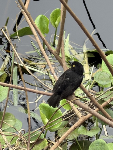Vieillot's Black Weaver