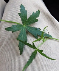 Hydrocotyle geraniifolia