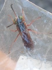 Tanyoprymnus moneduloides