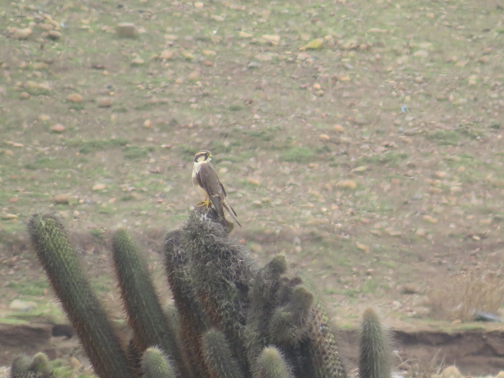 Falco femoralis pichinchae
