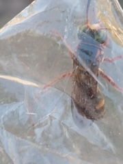 Tanyoprymnus moneduloides