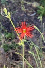 Silene laciniata laciniata