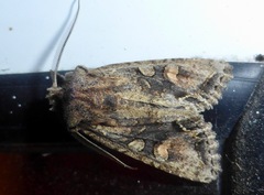 Ichneutica mutans