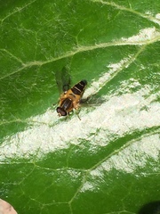 Helophilus eristaloidea