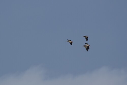 iNaturalist image