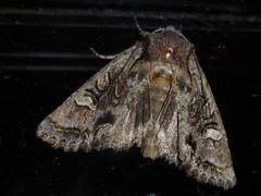 Ichneutica mutans