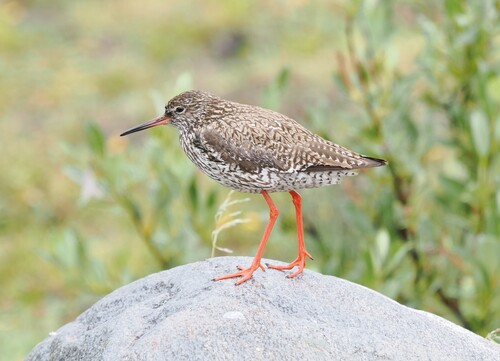 iNaturalist image