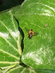 Helophilus eristaloidea
