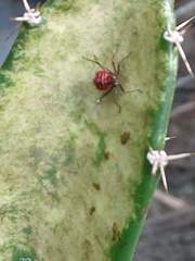 Leptoglossus subauratus