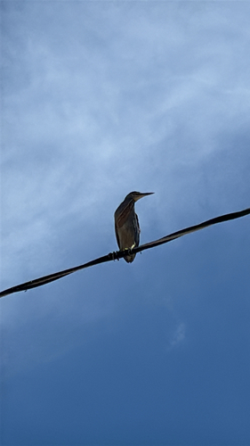 iNaturalist image