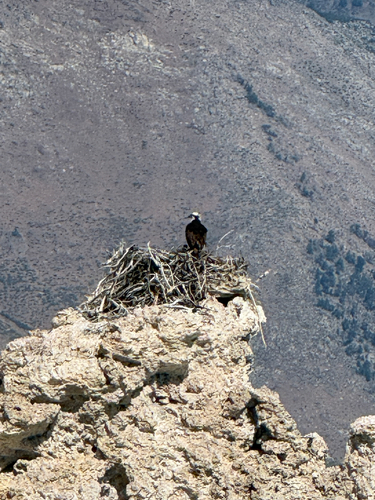 iNaturalist image