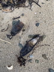 Scyliorhinus stellaris