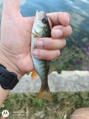 European Perch