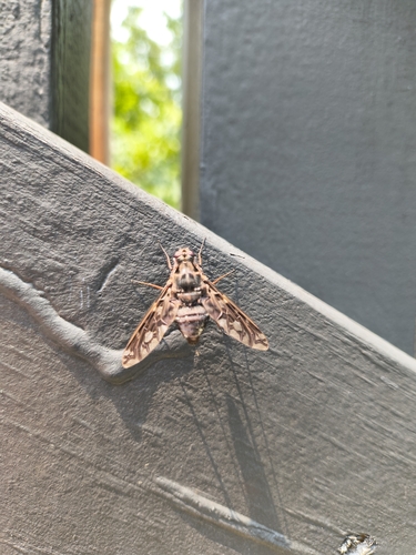 Tiger Bee Fly