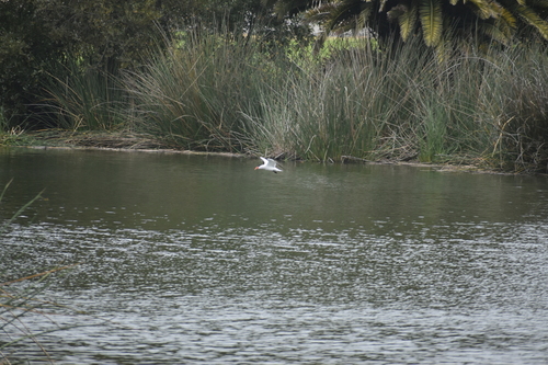 iNaturalist image