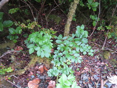 Angelica lucida