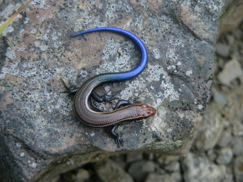 Coal Skink
