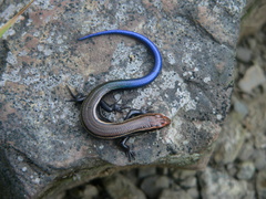 Plestiodon anthracinus anthracinus