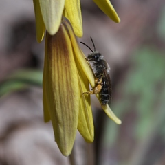Andrena erythronii