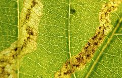 Phytomyza aesculi