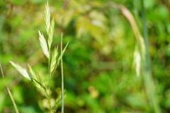 Bromus catharticus catharticus
