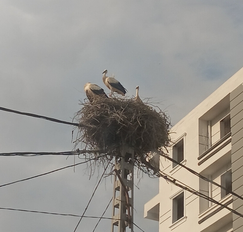 White Stork