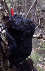 Inonotus obliquus sterilis