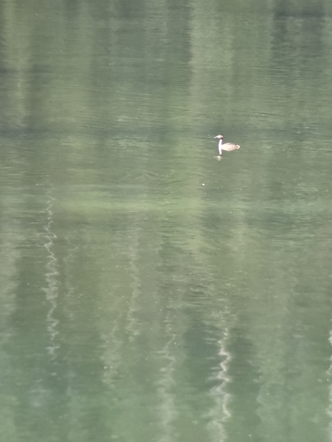 iNaturalist image