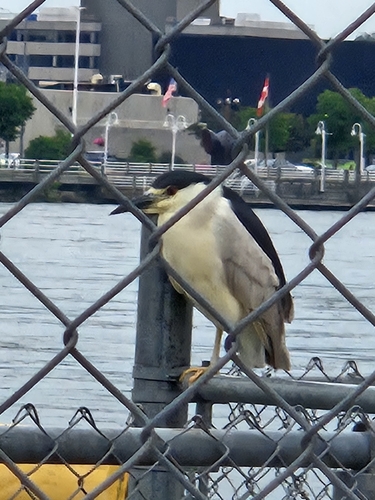 iNaturalist image