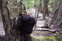 Inonotus obliquus sterilis