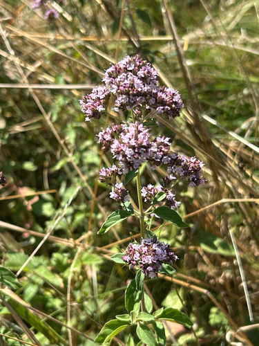 Oregano