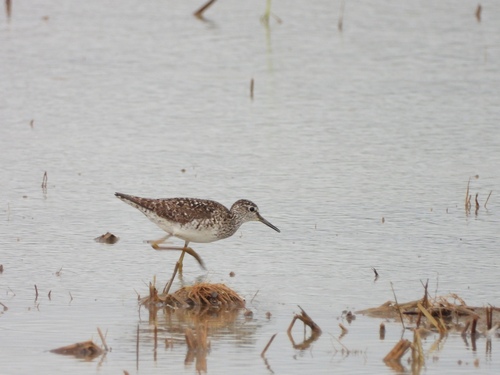 iNaturalist image