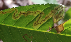 Phytomyza aesculi
