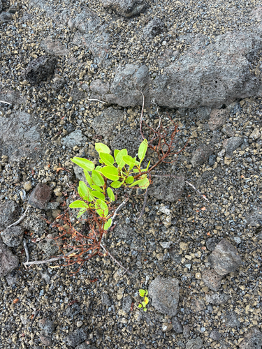 Rumex skottsbergii, 2026-07-26