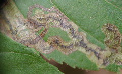 Phytomyza aesculi