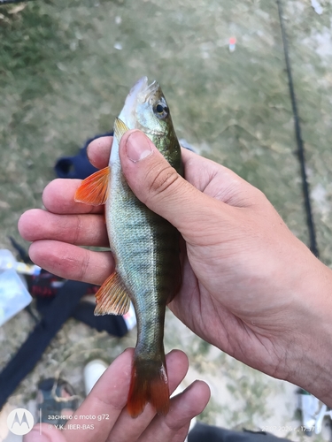 European Perch