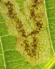Phytomyza aesculi