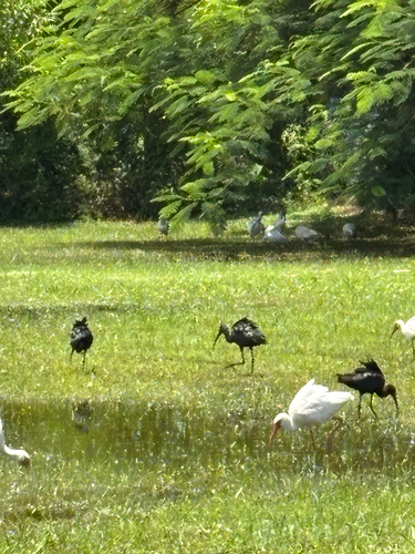 iNaturalist image