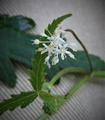 Hydrocotyle geraniifolia