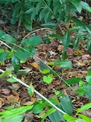 Setophaga caerulescens image