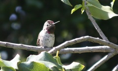 Calypte anna