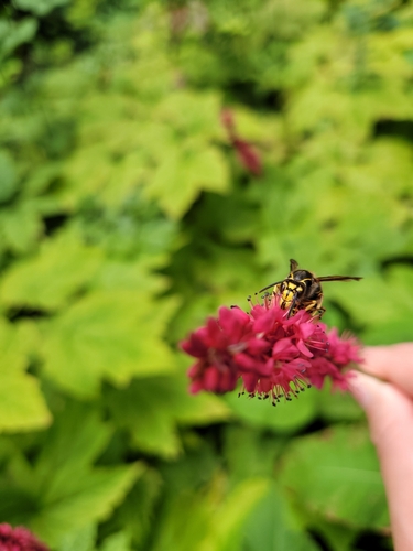 Median Wasp photo 5