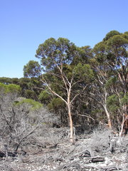Eucalyptus utilis