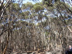 Eucalyptus utilis