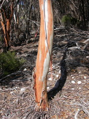 Eucalyptus utilis